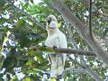 White cockatoo, Lower Beechmont P1030191